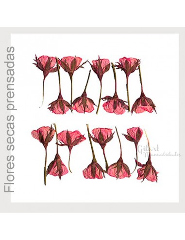 Da vida a tus creaciones con las flores secas Stamperia clfs14. Detalles perfectos para decoupage profesional. 🌸✂️