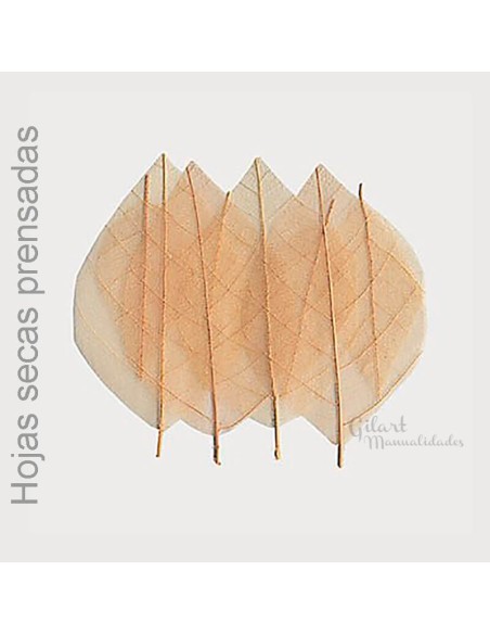 Flores secas prensadas Stamperia clfs25