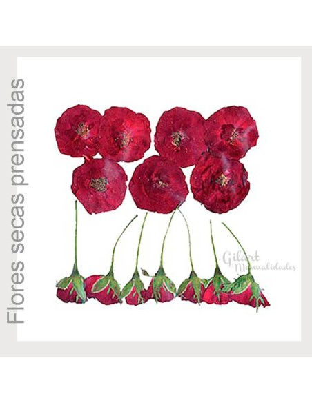 Flores secas prensadas Stamperia clfs10