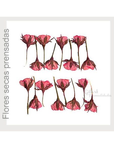 Flores secas prensadas Stamperia clfs14
