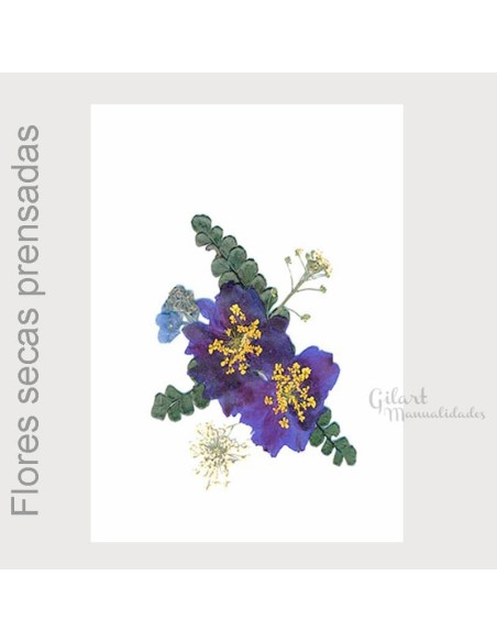 Flores secas prensadas composición clfc17